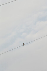 A small bird is comfortably perched on a power line, enjoying the calm of the moment while taking in its surroundings from above