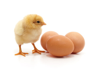 Chicken and eggs.