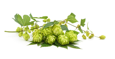 Bunch of yellow hop cones.