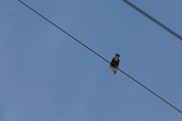 A small bird is happily perched on a power line against the backdrop of a clear and vibrant blue sky, enjoying the sunny day