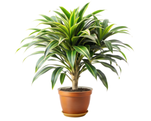 palm tree in a pot isolated on white background. PNG Transparent file type with high definition quality And vibrant color grading Available.