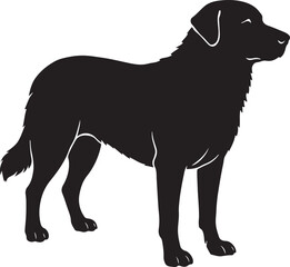 Elegant akbash dog standing proudly in a minimalist silhouette