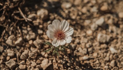 pink flower on the ground