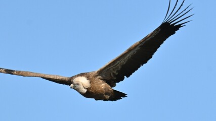 vulture in flight