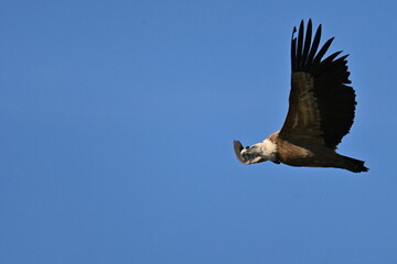 Griffon vulture, Gyps fulvus,
