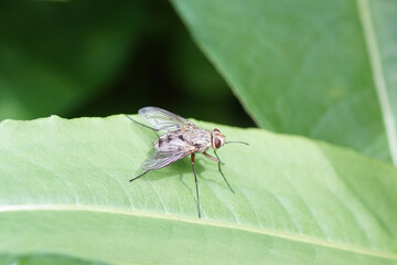 Close up Tachinid fly Prosena siberita. Family Tachinidae. On a leaf. Summer, Dutch garden.	