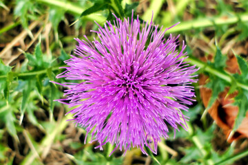 Close up of a Spiny Plumeless Thistle (Carduus acanthoides) highlighting the very sharp pointed spines on the leaves
