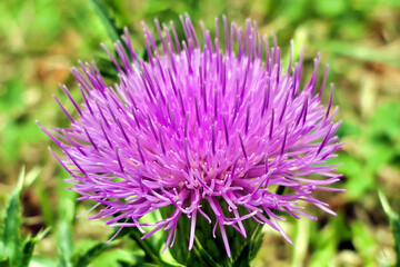 Close up of a Spiny Plumeless Thistle (Carduus acanthoides) highlighting the very sharp pointed spines on the leaves
