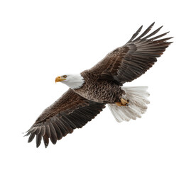 Obraz premium Eagle soaring above the landscape wildlife nature aerial view isolated on transparent background, png