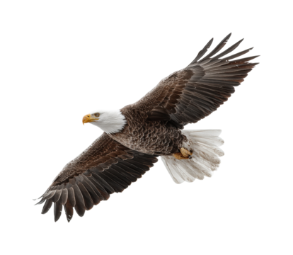 Eagle soaring above the landscape wildlife nature aerial view isolated on transparent background, png - Powered by Adobe