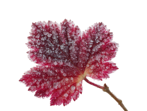 Frost-covered red leaf natural environment isolated on transparent background, png