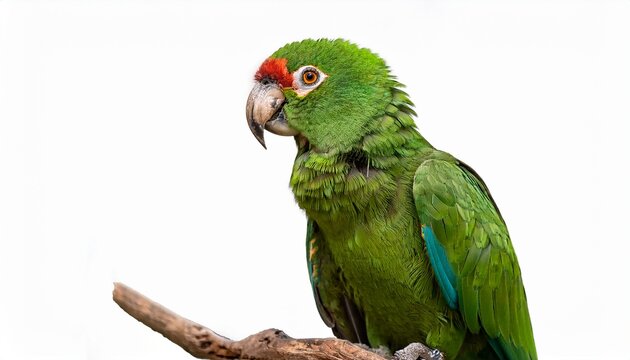 a vibrant green parrot perched on a branch against a white background - Powered by Adobe
