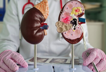 Detailed anatomical models represent kidney structures