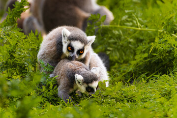 Two ring-tailed lemurs mating in the wild. A rare moment of natural animal behavior captured in their natural habitat, surrounded by lush vegetation.