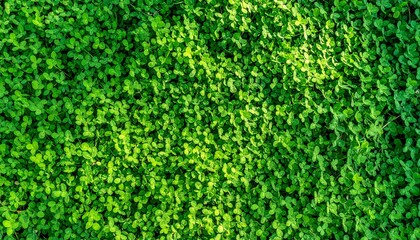 Dense clover field, vibrant green