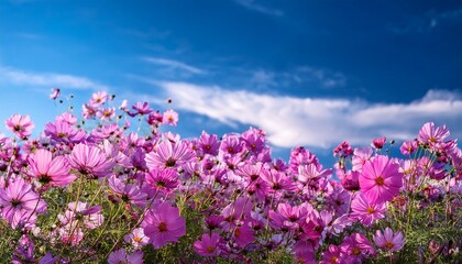 Obraz premium pink cosmos bathe in a cerulean sky symbolizing hope and innocence a scene of nature s harmony and beauty