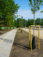Fototapeta premium New city sidewalk with planted trees in protective sleeves and urban infrastructure development