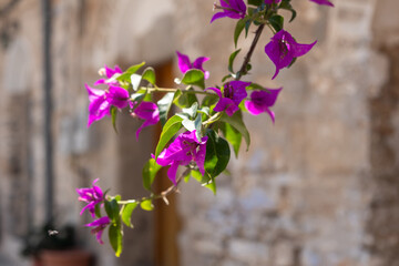 Purple bougainvillea plant flower closeup, blur Mesta medieval village alley background. Chios...