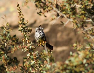 black and white butterfly