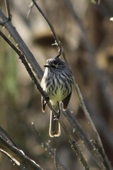 sparrow on a branch