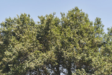 Tree crown in Dordogne.