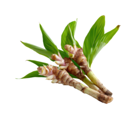 Harvesting fresh galangal roots organic farm food greenery isolated on transparent background, png
