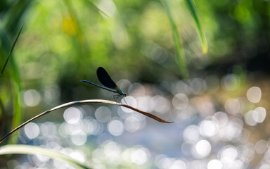 Blue dragonfly or damselfly on a flower in the meadow. Shiny bokeh background
