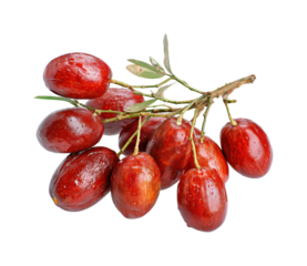 Harvesting jujube fruits on a branch natural view isolated on transparent background, png