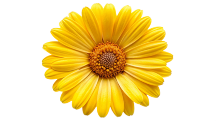 yellow flower isolated on white