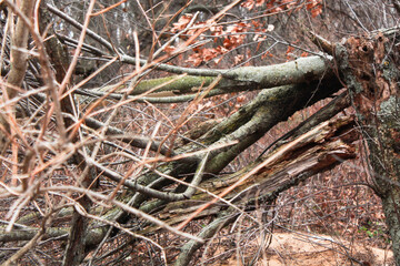 tree branches