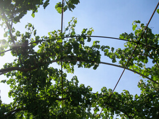 vines on a trellis