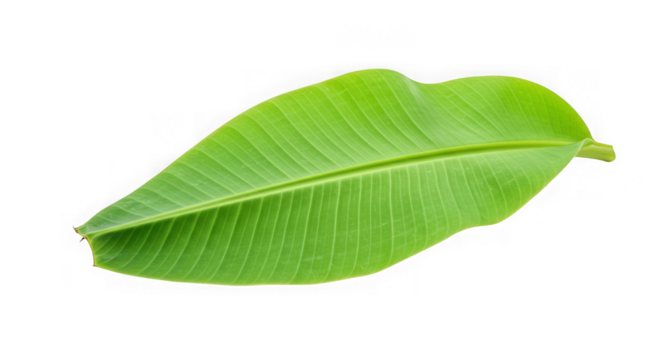 A vibrant green banana leaf isolated on transparent background