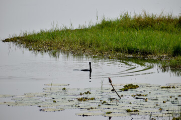 reeds in the water