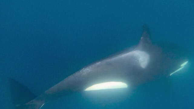 Solitary orca (killer whale) gracefully swimming past in the open ocean &ndash; a powerful marine predator in motion.