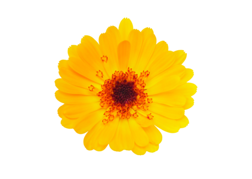 orange flower isolated on transparent background, top view