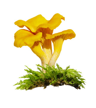 chanterelle mushrooms in moss isolated on transparent background