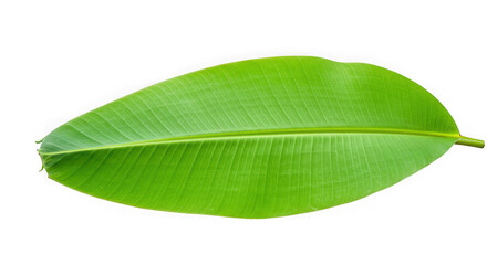 A vibrant green banana leaf isolated on transparent background