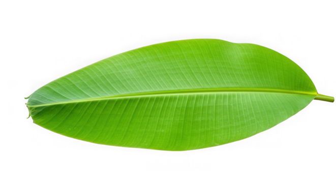 A vibrant green banana leaf isolated on transparent background