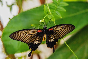 portrait shot of a papilio butterfly