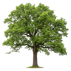 Obraz premium Oak tree set isolated on transparent background 