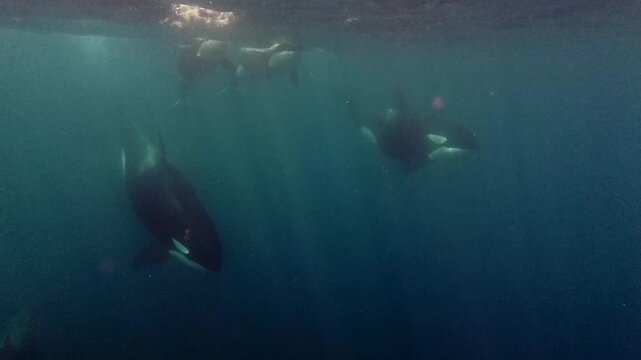 Pod of six orcas (killer whales) swimming together in the ocean &ndash; majestic marine mammals in their natural habitat.