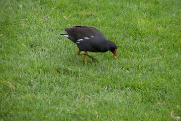 Teichhuhn nach Nahrung suchend