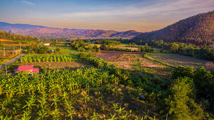 Naklejka premium Golden Sunrise Over a Serene Okra Plantation An expansive okra field stretches across the rural landscape, illuminated by the golden glow of the rising sun. The plants glisten with morning dew