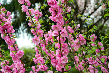 Prunus glandulosa pink double flowering almond spring shrub display