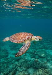 Obraz premium Sea Turtle Gracefully Swimming Underwater - A vibrant sea turtle swims effortlessly through crystal-clear turquoise water above a coral reef