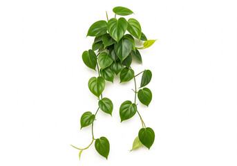 Minimalist Tropical Plant: Heartleaf Philodendron