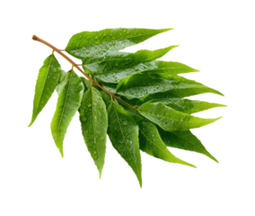 Rain-drenched green leaves nature view freshness isolated on transparent background, png