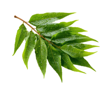 Rain-drenched green leaves nature view freshness isolated on transparent background, png