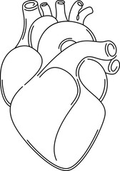 The human heart.Line art isolated icon symbol.Drawing vector illustration.