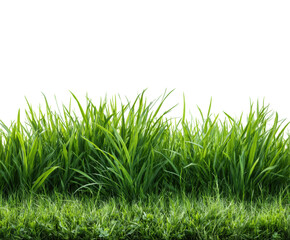 Fototapeta premium Vibrant green grass growing nature scene view environment isolated on transparent background, png